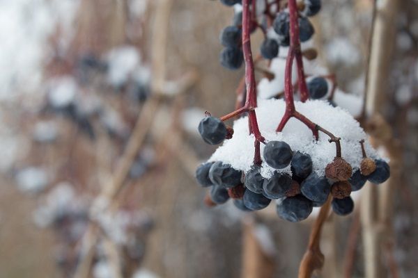 Raisin avec de la neige