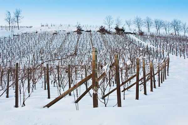 Vignes en hiver