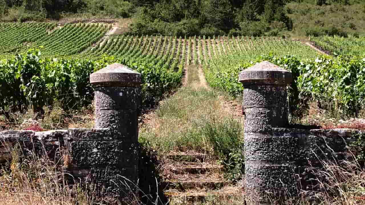 Domaine viticole dans le vignoble de Bourgogne