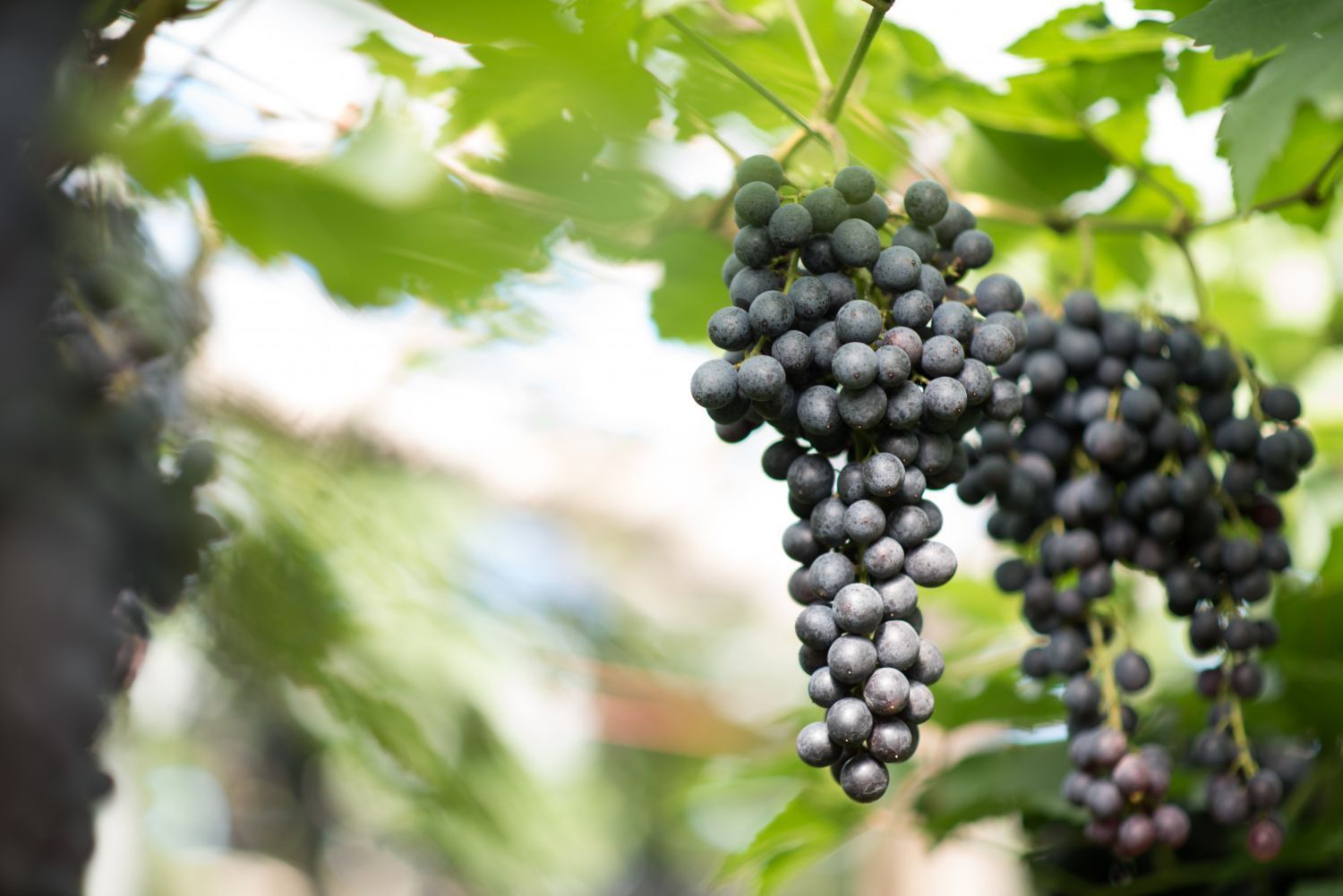 grappe de raisin sur son pied de vigne