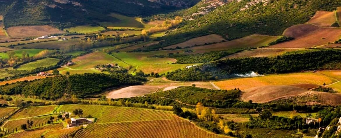 vignes patrimonio corse