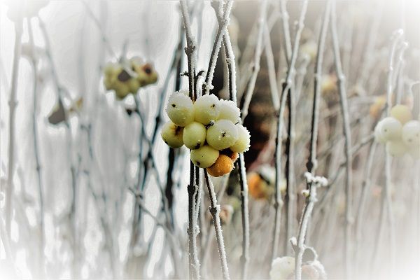 Qu'est-ce qu'un vin de glace ?