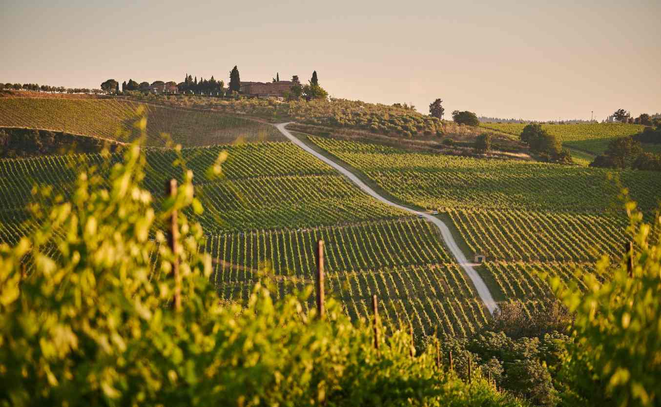 vignes