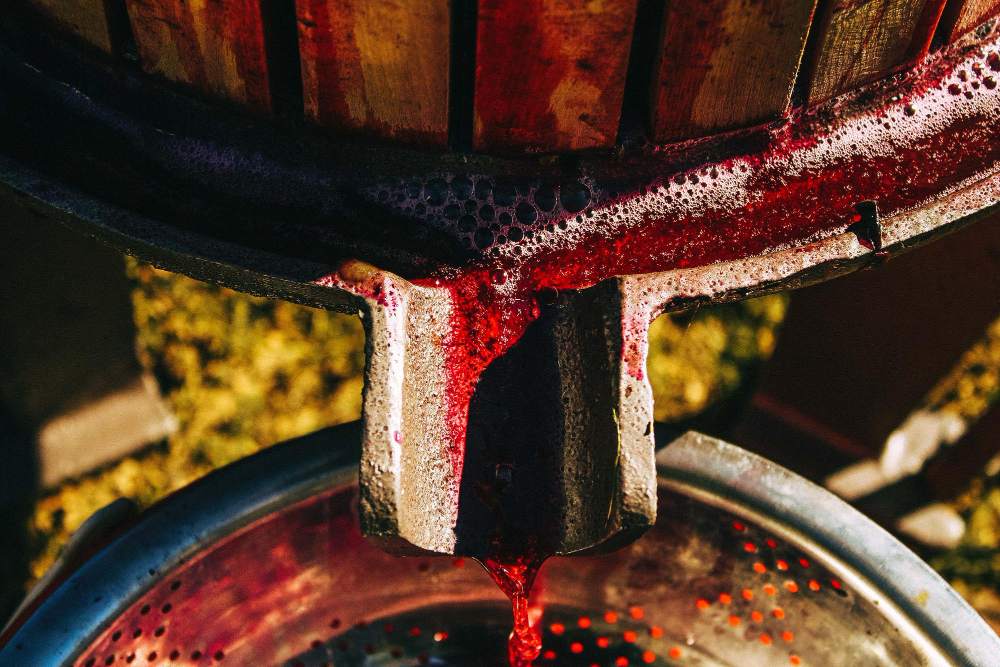 Filtration du vin rouge après pressurage, écoulement du moût à travers une grille inox