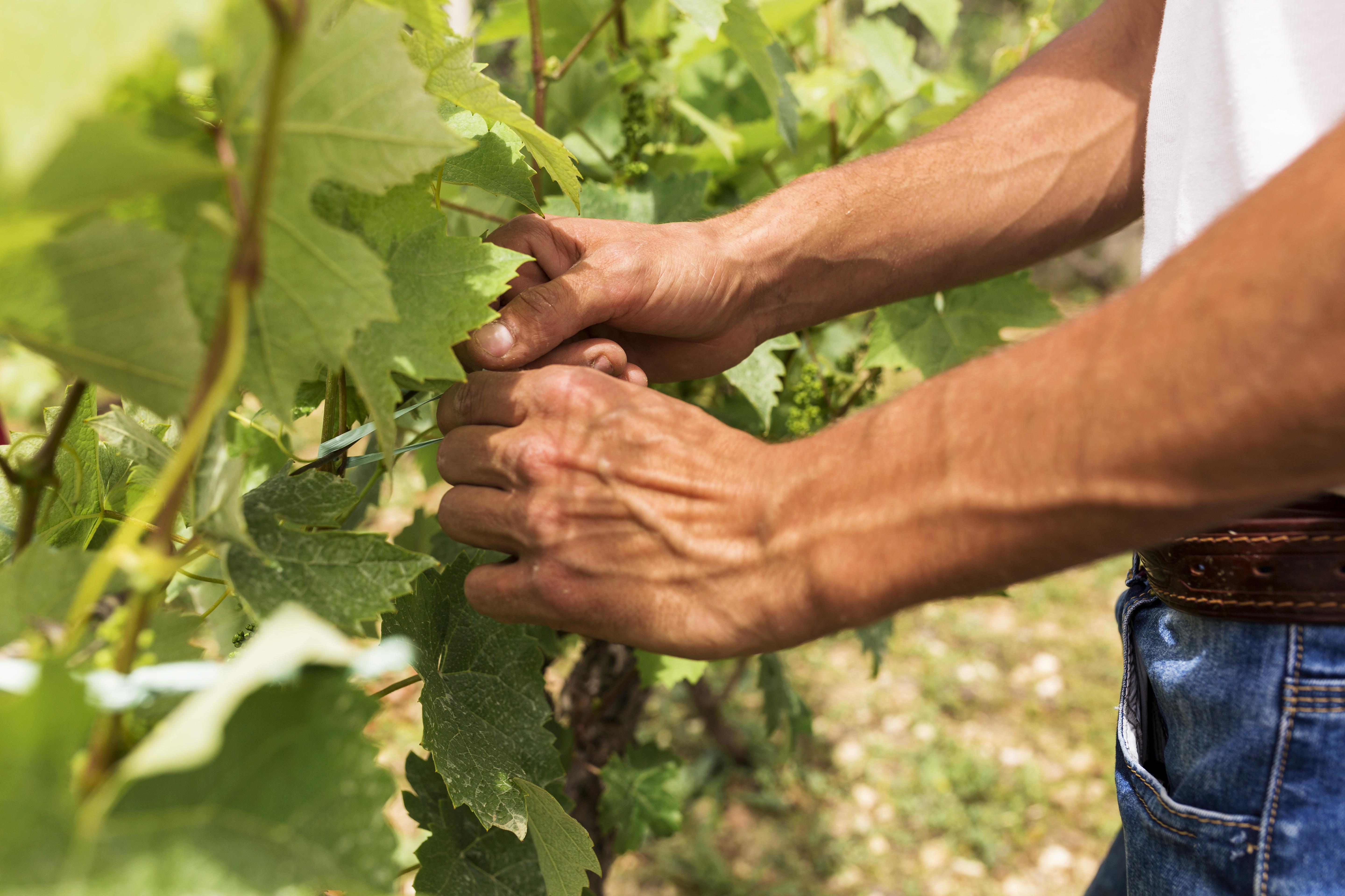 vigneron qui récolte le raisin